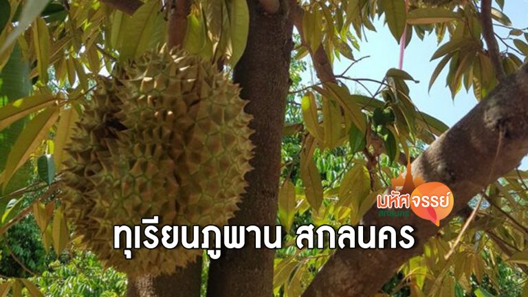 ทุเรียนภูพาน สกลนคร