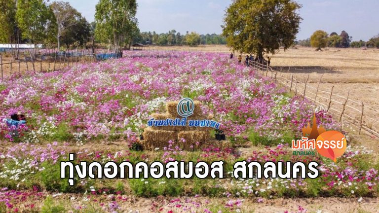 ทุ่งดอกคอสมอส อ.โคกศรีสุพรรณ จ.สกลนคร