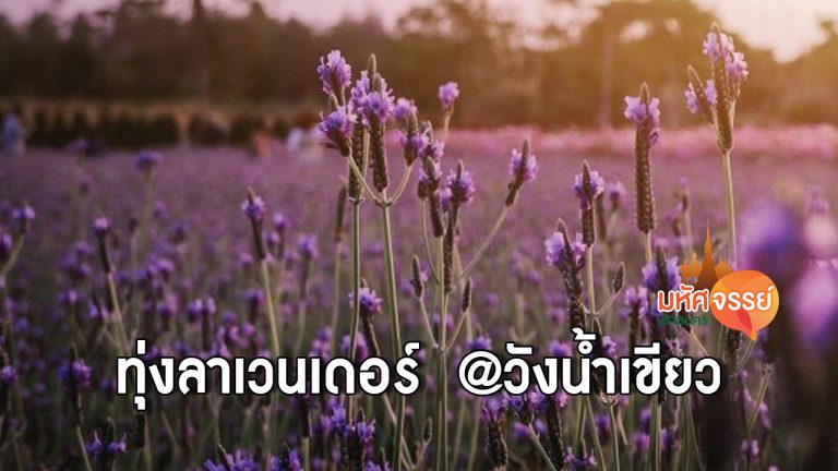 ทุ่งลาเวนเดอร์ วังน้ำเขียว