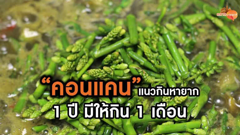 คอนแคน แนวกินหายาก 1 ปี มีให้กิน 1 เดือน